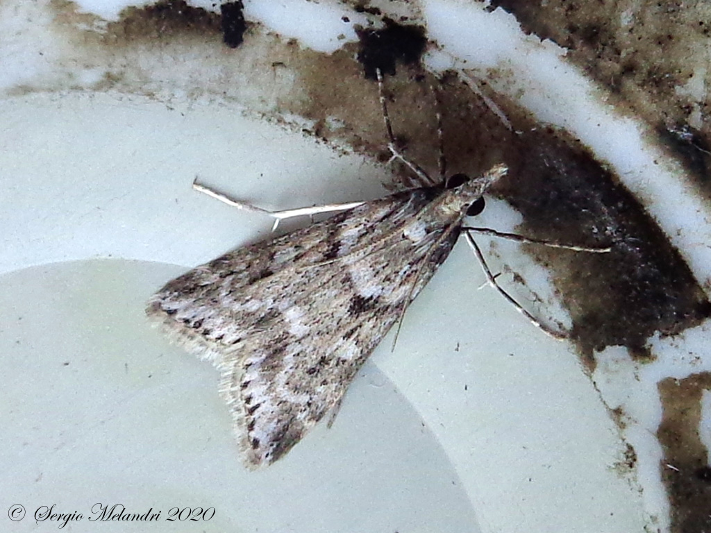 Eudonia angustea - Crambidae